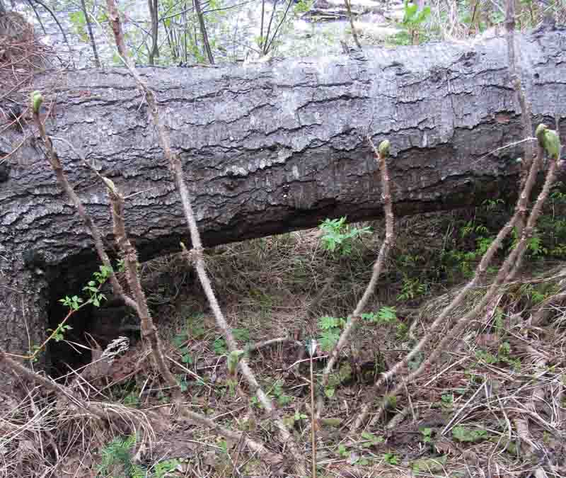 big tree 800pix.jpg