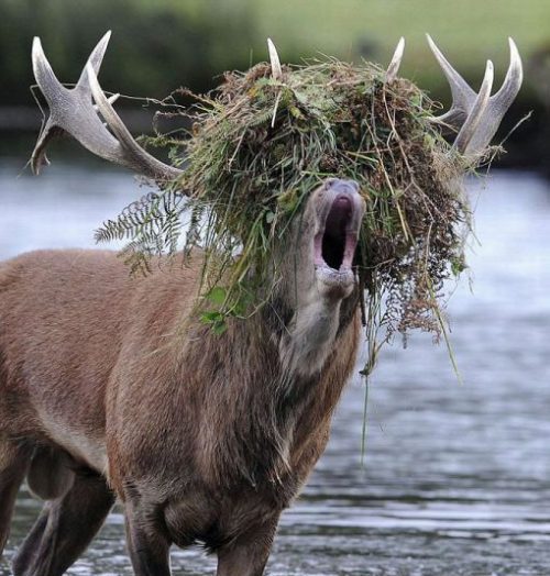 elk Grass.jpg