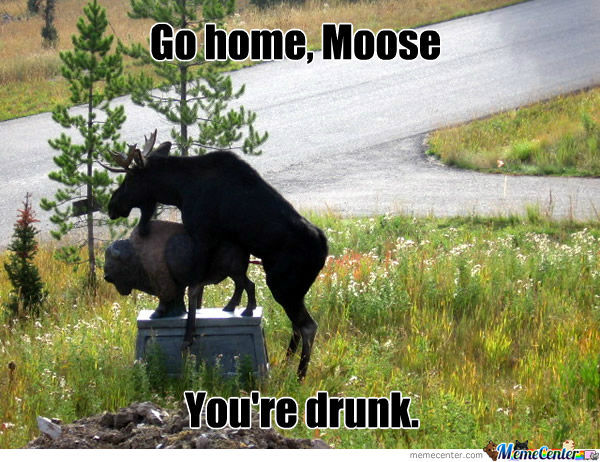 moose_o_831539.jpg