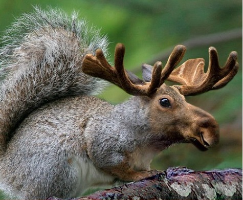 Squoose.jpg