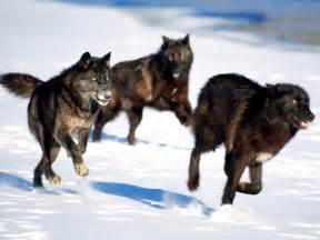 Wolf Pack.jpg