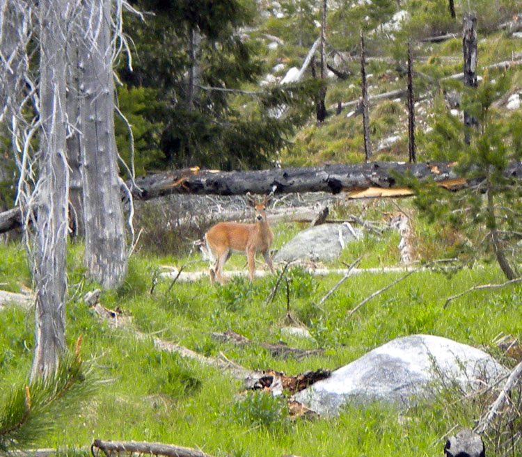 DSCN1786 WT Buck.jpg