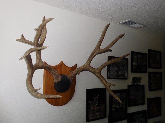 65 Buck 001.JPG