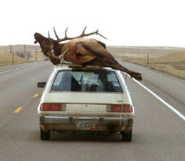 elk-on-car-s.jpg