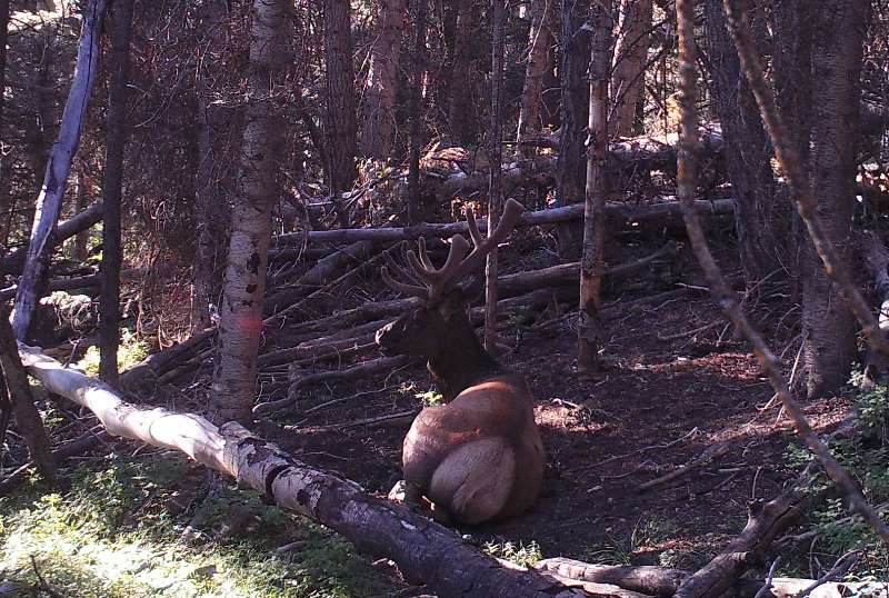 bull2.jpg