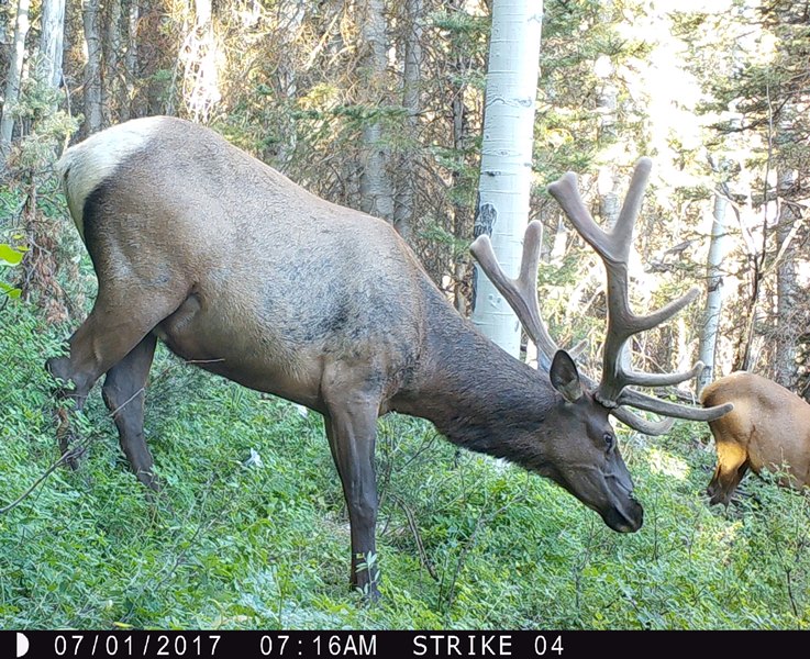 Bull 7.1.17.jpg