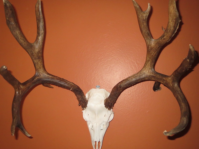 Hydrographics Film Elk Skulls 39" x 39" 