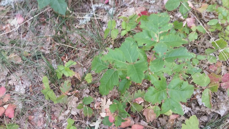 20170811_135843.jpg