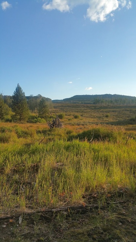 field from Log bow 2017.jpg