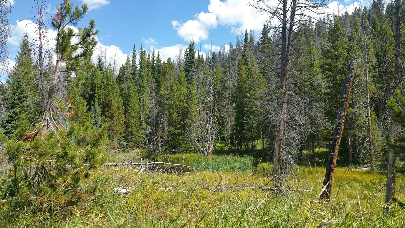 backside pond bow 2017.jpg