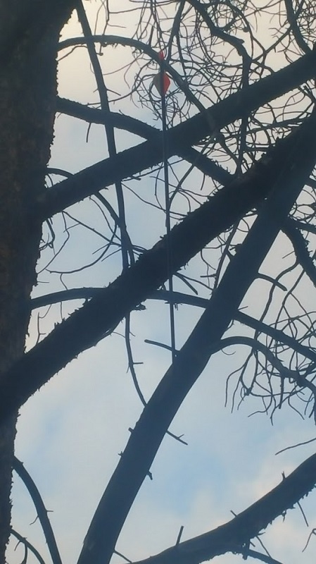 arrow in tree bow 2017.jpg