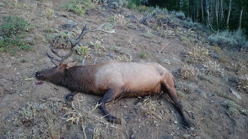 Wapiti talk as he lay.jpg