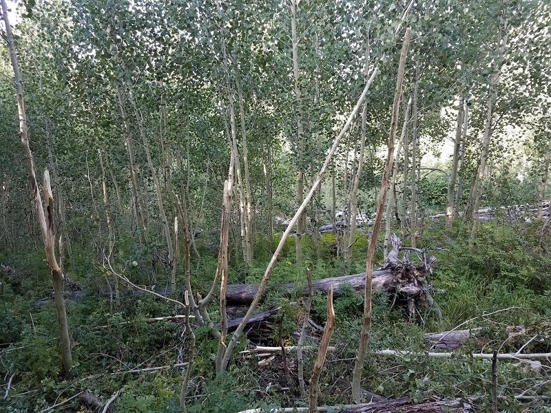 broken aspens.jpg