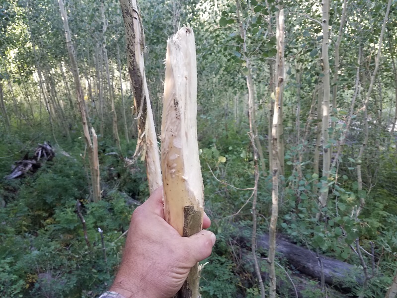 brokenaspen.jpg