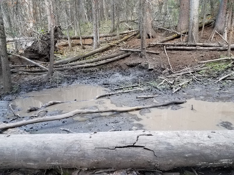 bigwallow.jpg