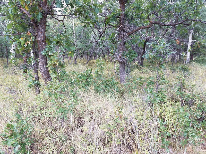oaksgrasssnowberry.jpg