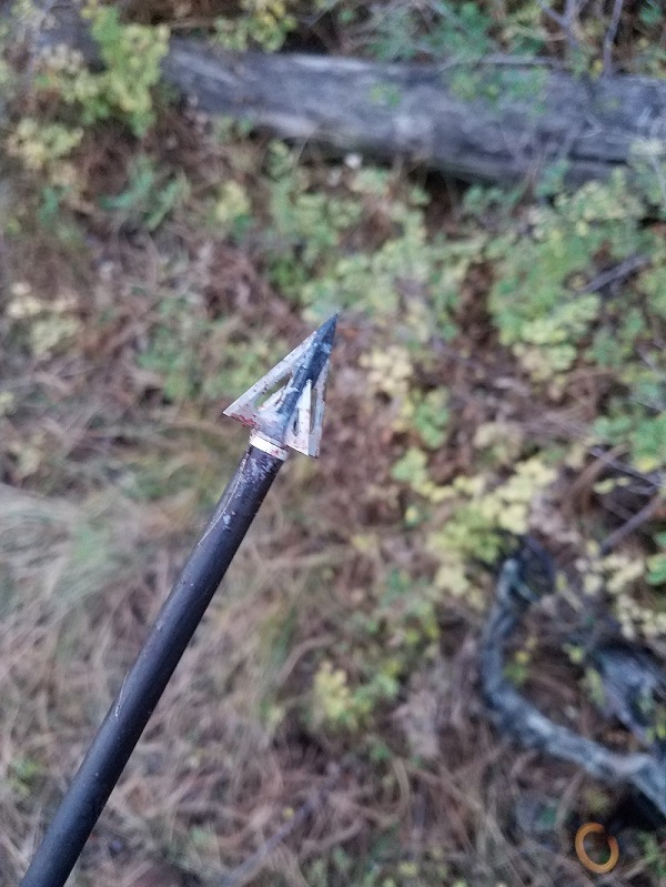 arrow.jpg