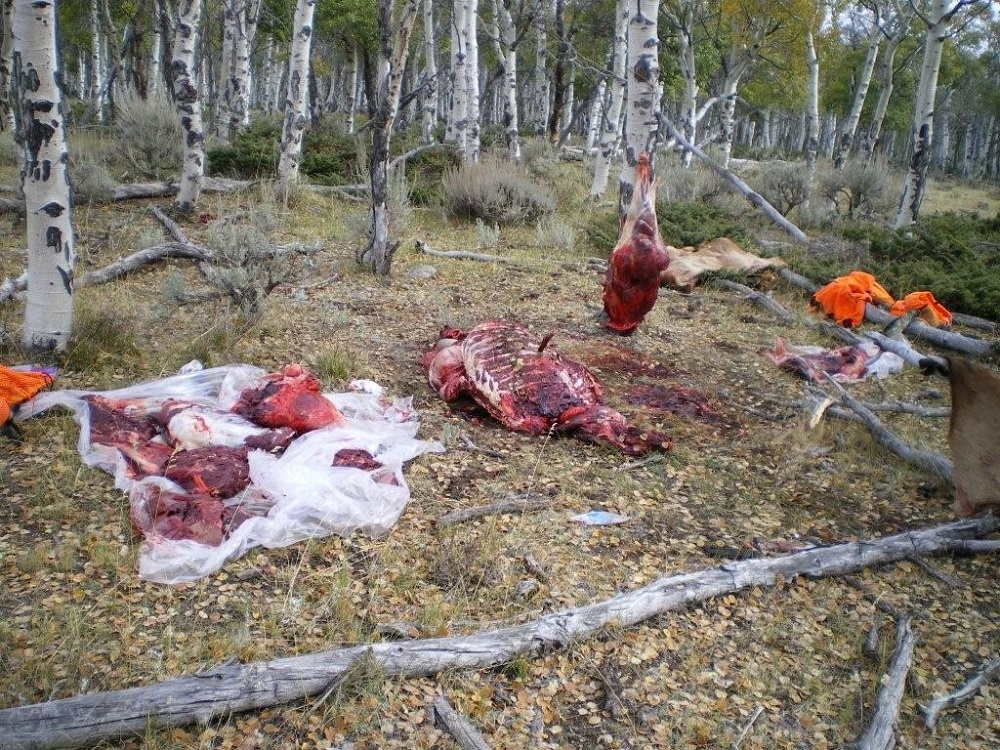 201 bull.jpg