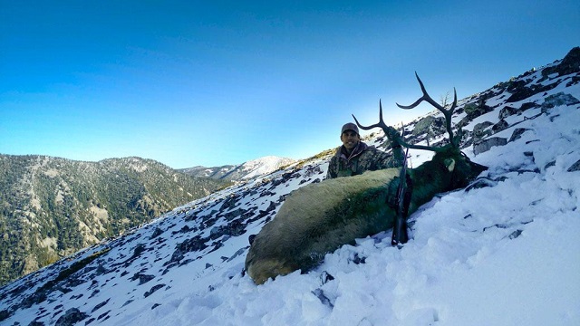 2017 ID Bull.jpg