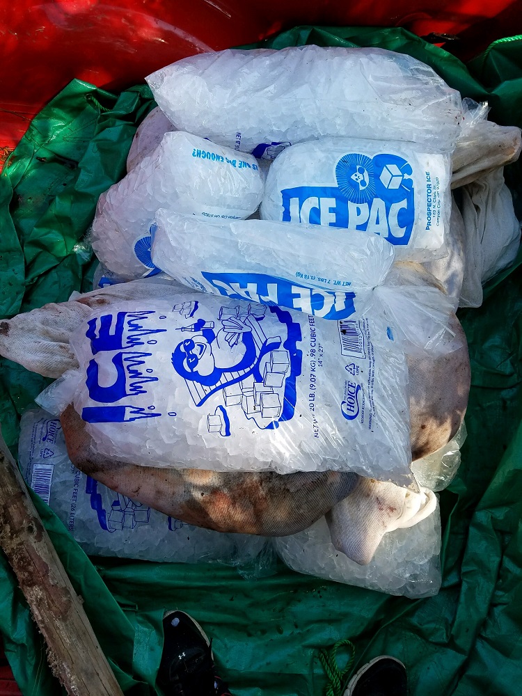 meat1.jpg