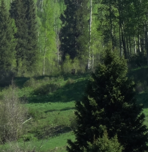 DSC00090 (622x640) (486x500).jpg