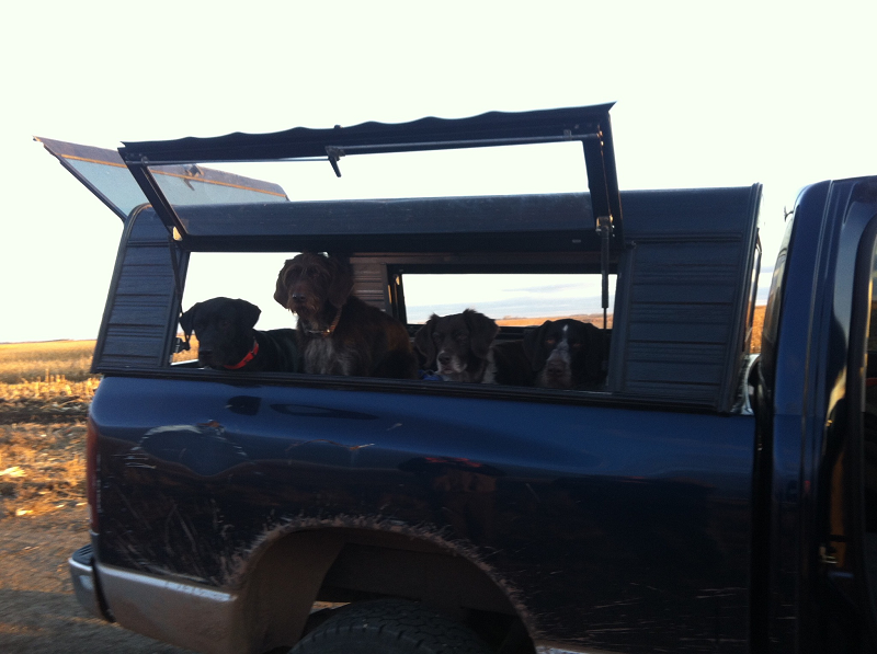 pheasant hunt.png