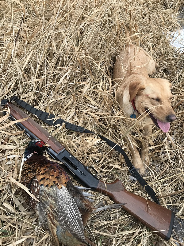 MN Public Land Rooster resized.jpg