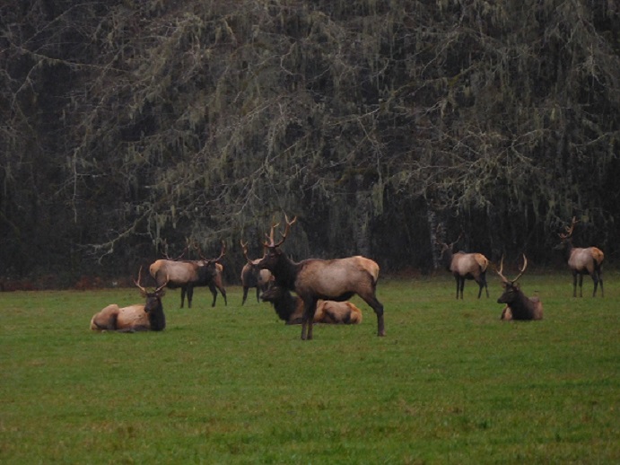 Roosevelt Elk 12-17 021.JPG