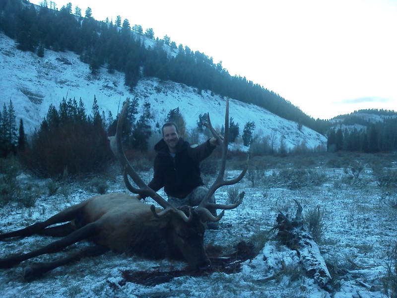2013 WY bull.jpg