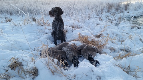 sage geese small.jpg