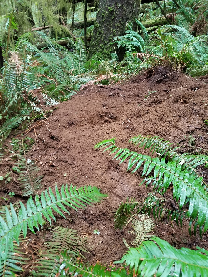dry wallow.jpg