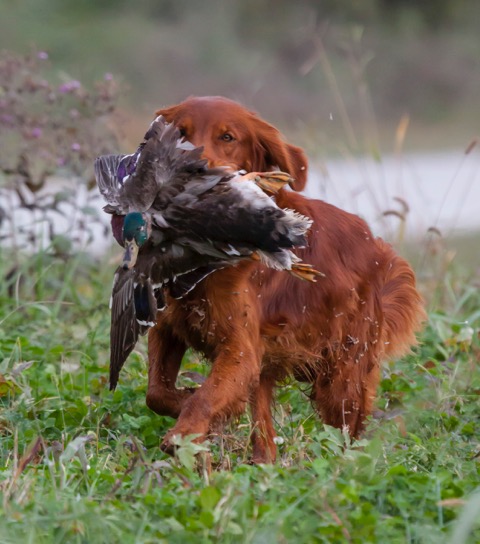 MAR 17 - Four Legged Friends - N&NWaterfowl.jpg