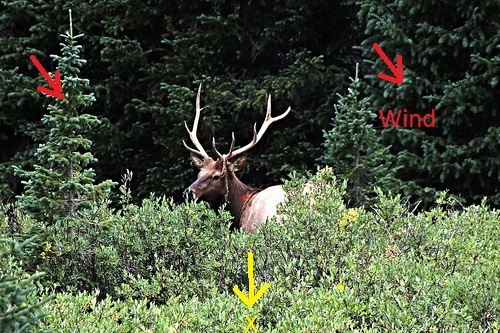 Elk%204%202-Mark%20up.jpg