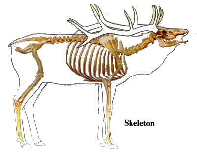 bones.jpg