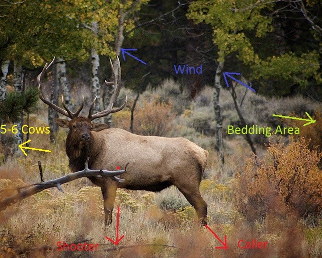 Bull In Meadow.jpg