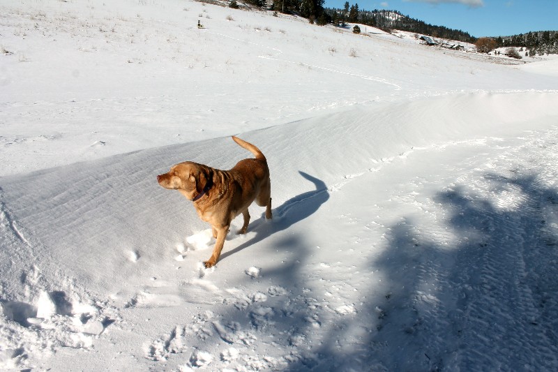 Otis wisely stayed in the plowed path.-800x533.jpg
