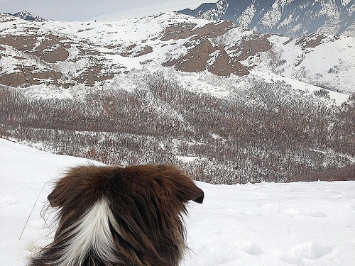 Cows and Dog.jpg