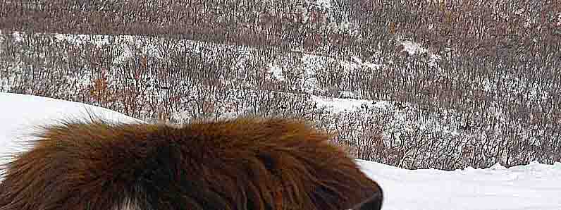 Elk.jpg