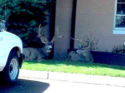 City Bucks2.jpg
