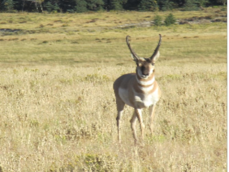 pronghorn buck small image.jpg