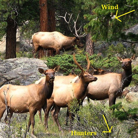 Elk in rocky draw.jpg