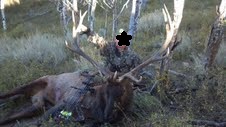 tim's elk 2012.jpg