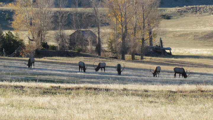 LSB elk on the hoof.jpg