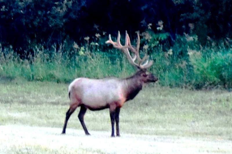 elk_montana_field_6x7_600x400.jpg