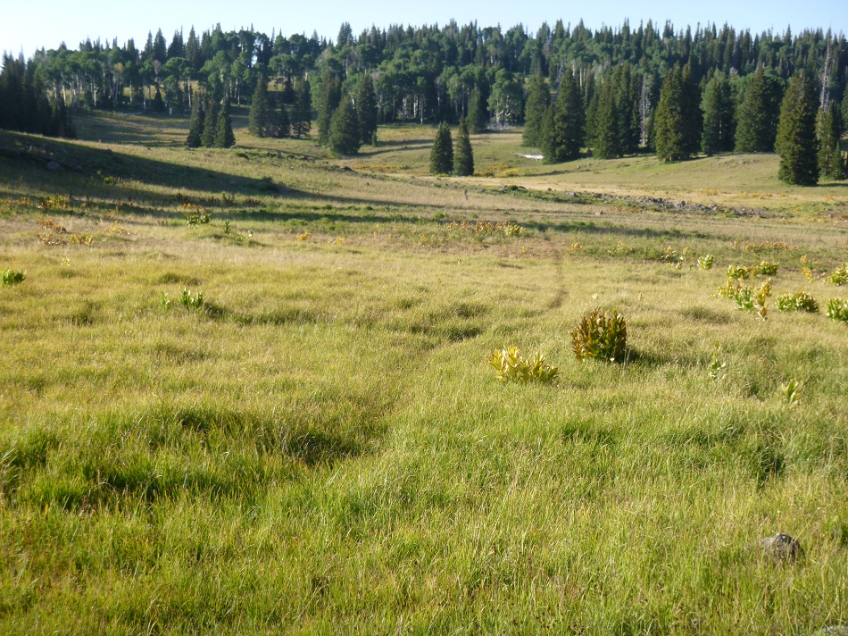 Pringle meadow 2.jpg