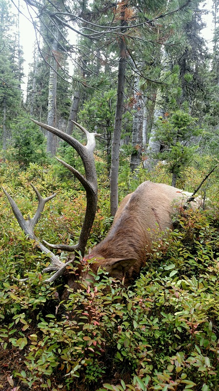 Archery Elk.jpg