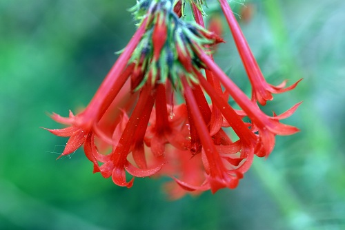 Penstemon.jpg