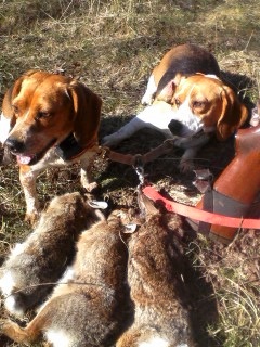 Rabbit limit2.jpg