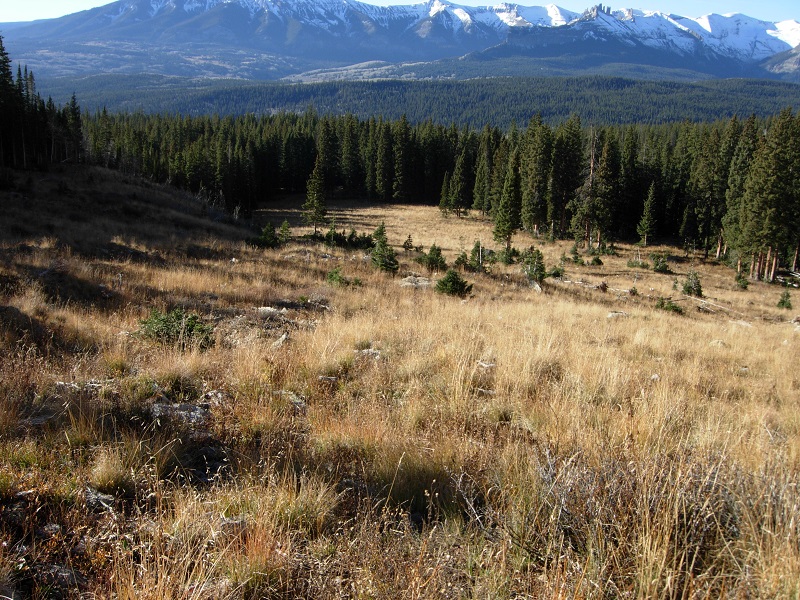 elk country.jpg